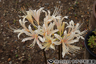 ヒガンバナ（白花）　ヒガンバナ科