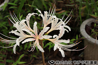 ヒガンバナ（白花）　ヒガンバナ科