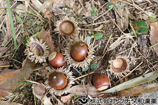 クヌギ（実）　ブナ科