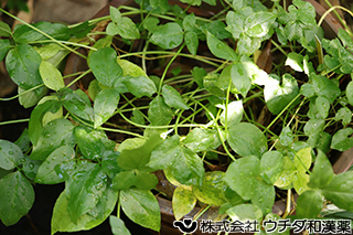カラスビシャク　サトイモ科