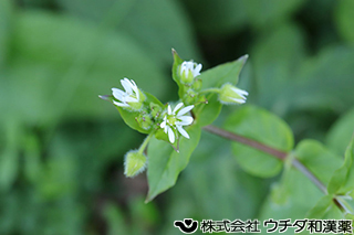 ウシハコベ　ナデシコ科