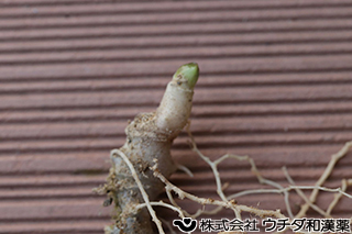トチバニンジン　ウコギ科