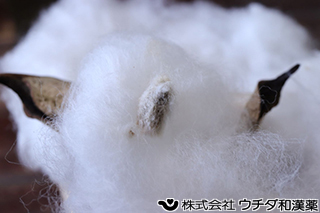 ワタ　アオイ科