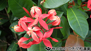 サンタンカ　アカネ科