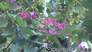 バウヒニア　マメ科