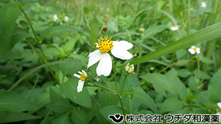 シロバナセンダングサ　キク科
