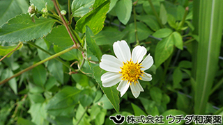 シロバナセンダングサ　キク科