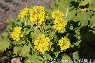 アブラナ　アブラナ科