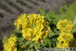 アブラナ　アブラナ科