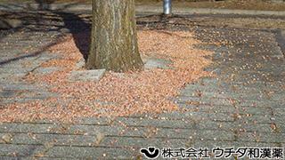 イチョウ　イチョウ科