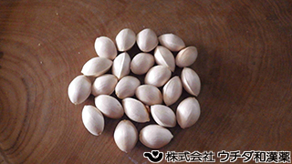 イチョウ　イチョウ科
