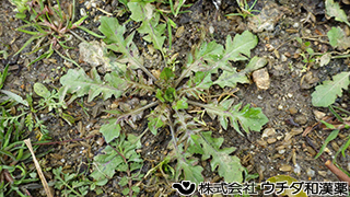 ナズナ　アブラナ科