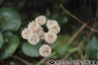 ツワブキ　キク科