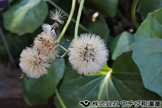 ツワブキ　キク科