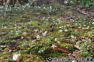 バイカオウレン　キンポウゲ科
