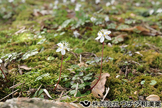バイカオウレン　キンポウゲ科