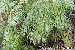ウラジロ　ウラジロ科