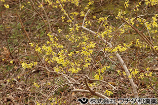 チョウセンレンギョウ　モクセイ科