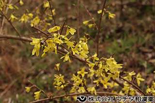チョウセンレンギョウ　モクセイ科