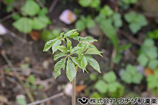 コシアブラ　ウコギ科