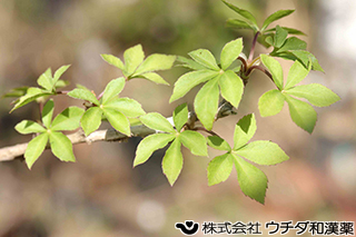 ウコギ　ウコギ科