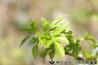 ウコギ　ウコギ科