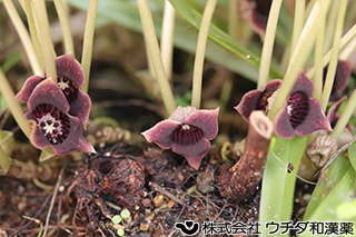 ウスバサイシン　ウマノスズクサ科