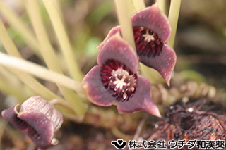 ウスバサイシン　ウマノスズクサ科
