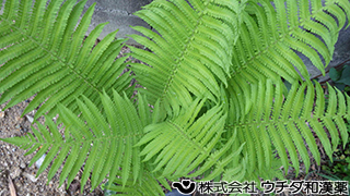 クサソテツ　オシダ科
