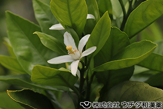 ウンシュウミカン　ミカン科