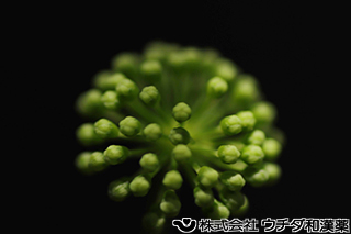 トチバニンジン　ウコギ科