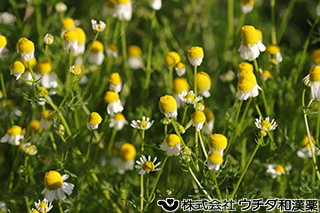 カミツレ　キク科
