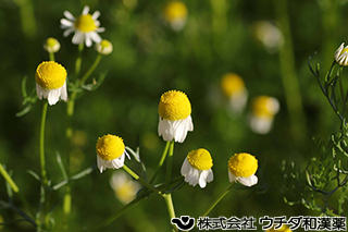 カミツレ　キク科