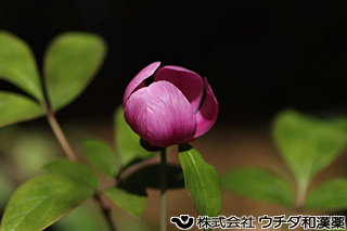 ベニバナヤマシャクヤク　ボタン科