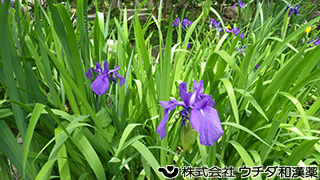 カキツバタ　アヤメ科
