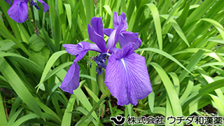 カキツバタ　アヤメ科