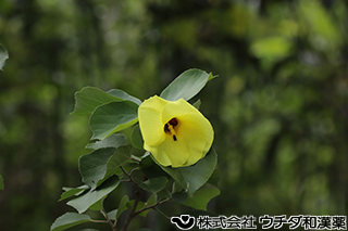 ハマボウ　アオイ科