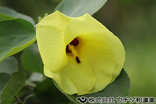 ハマボウ　アオイ科