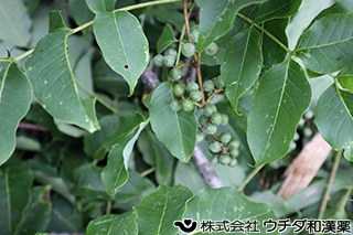 キハダ　ミカン科