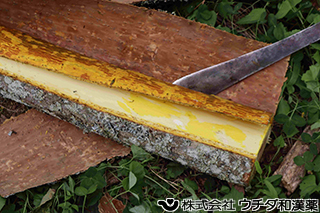 キハダ　ミカン科
