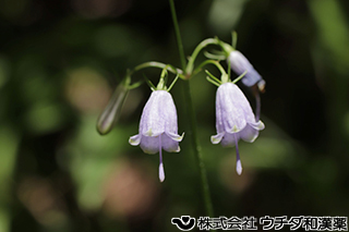ソバナ　キキョウ科
