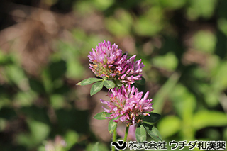 ムラサキツメクサ　マメ科