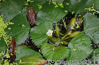 ヒシ　ヒシ科