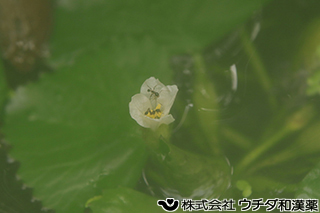 ヒシ　ヒシ科