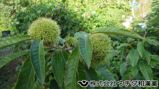 クリ　ブナ科