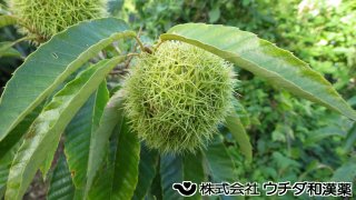 クリ　ブナ科