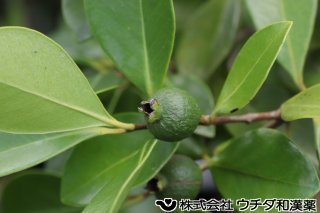 バンジロウ　フトモモ科