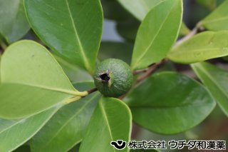 バンジロウ　フトモモ科