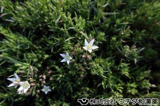 センブリ　リンドウ科