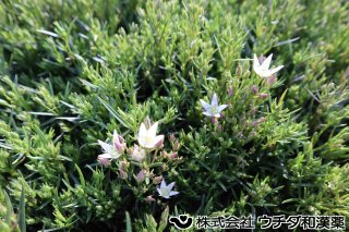 センブリ　リンドウ科